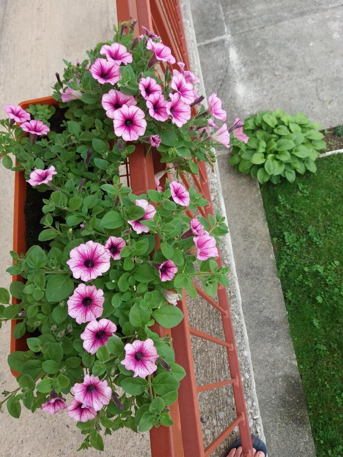 Apartments Mirkovic Cetinje Ngoại thất bức ảnh